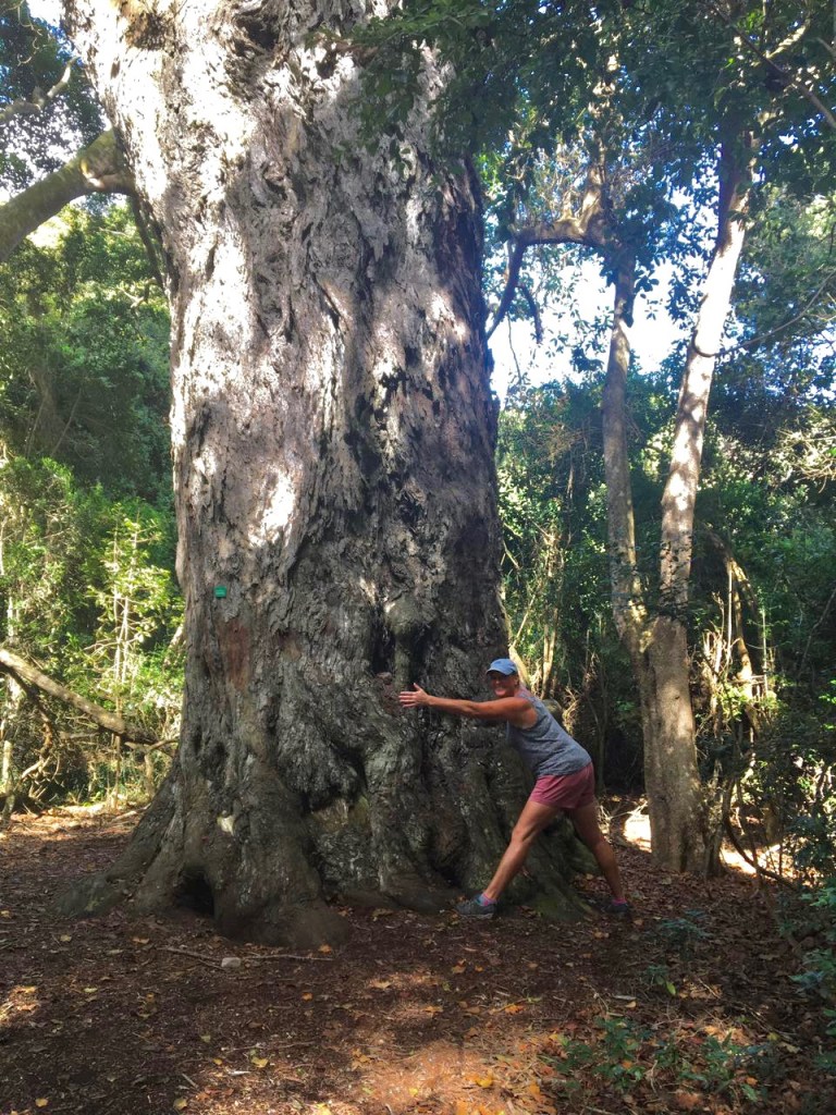Forest hiking trail in the Garden Route