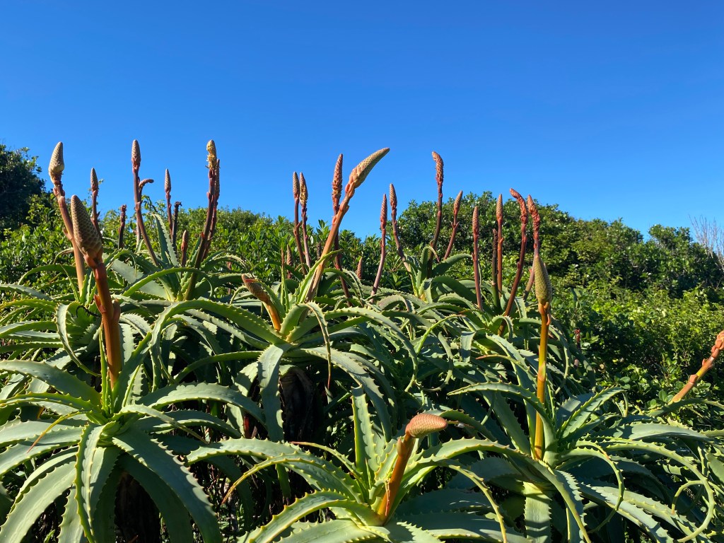 Aloes flowering all along the Garden route during winter