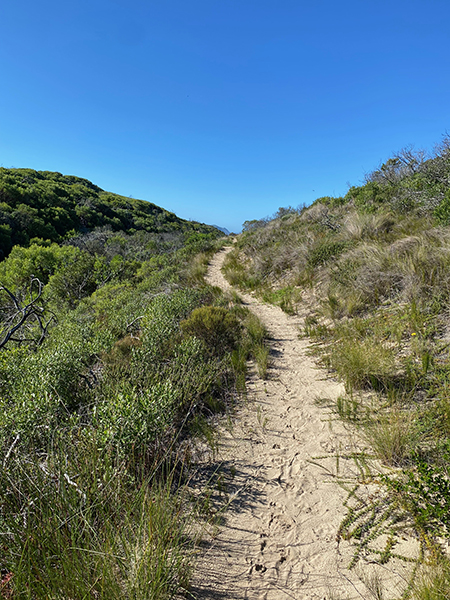 Clear pathway on the dunes at Buffalo Bay Trail