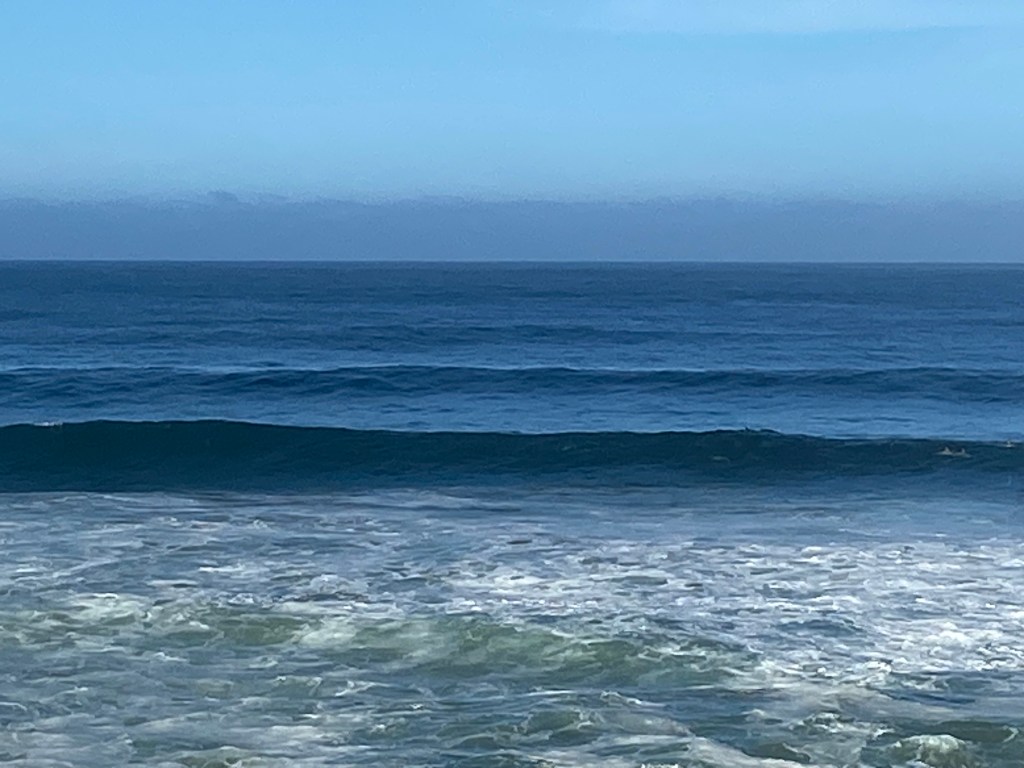 Dolphins seen at Brenton-on-sea along the Fisherman's Walk hike