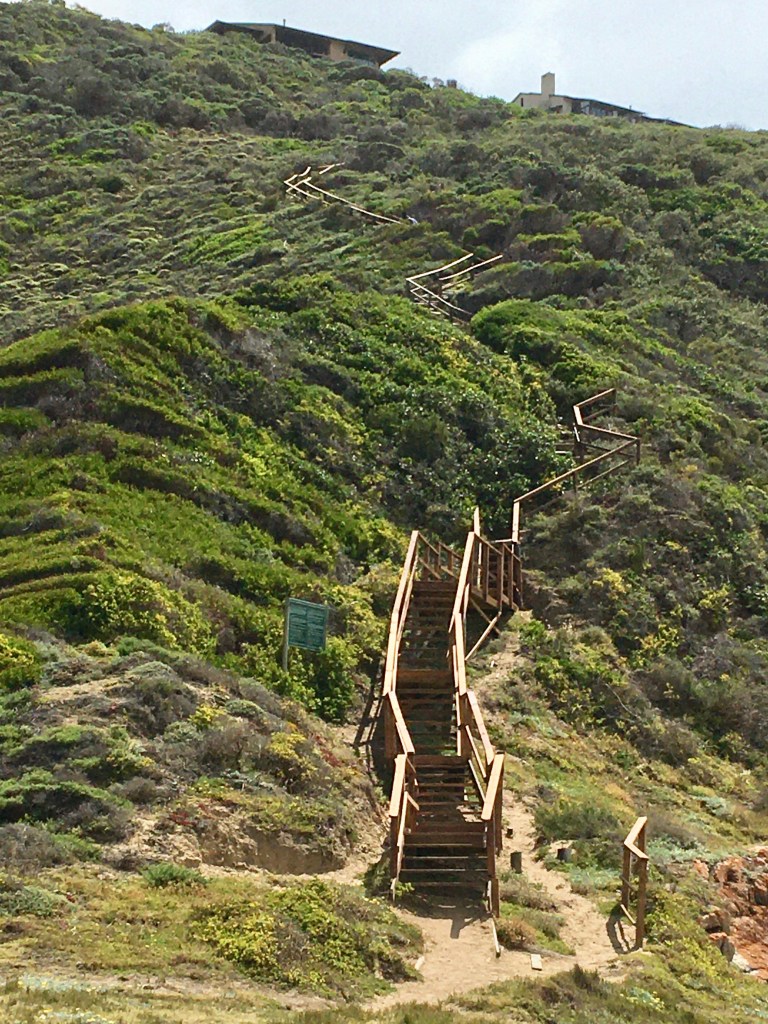 Wooden stairs leading the way back along the Fisherman's Walk trail in Brenton-on-sea