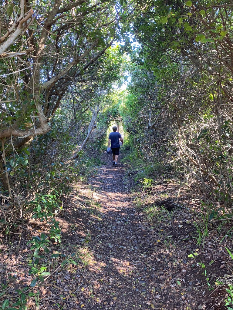 Fisherman's Walk hike partially leads through the forest in Brenton-on-sea