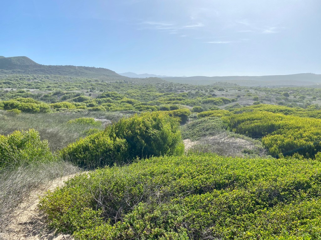 Goukamma Nature Reserve has trails through the dunes and fynbos