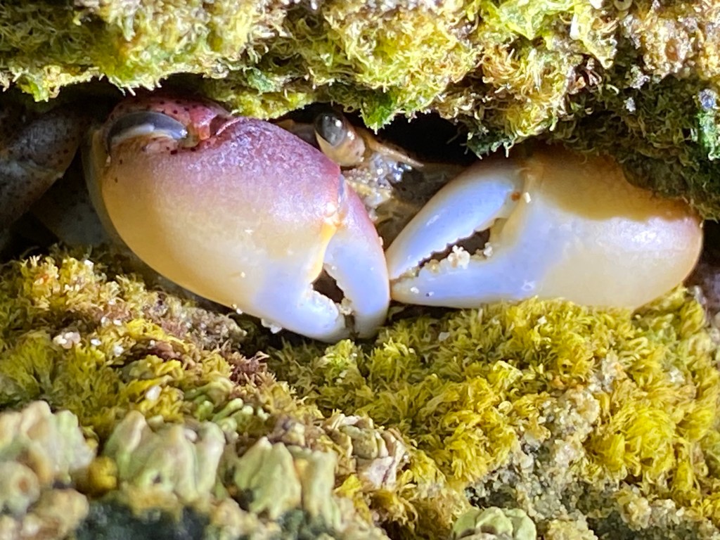 Guided Walking Tour in&nbsp;Sedgefield