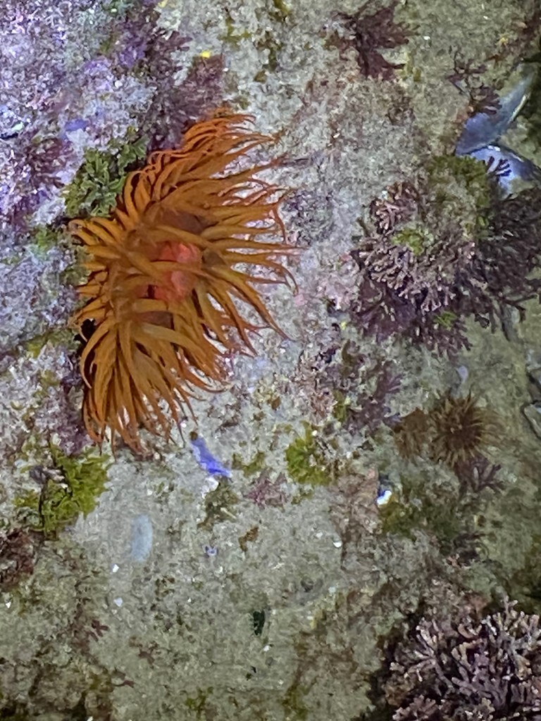 Variety of life in the rock pools on Swartvlei Beach in Sedgefield