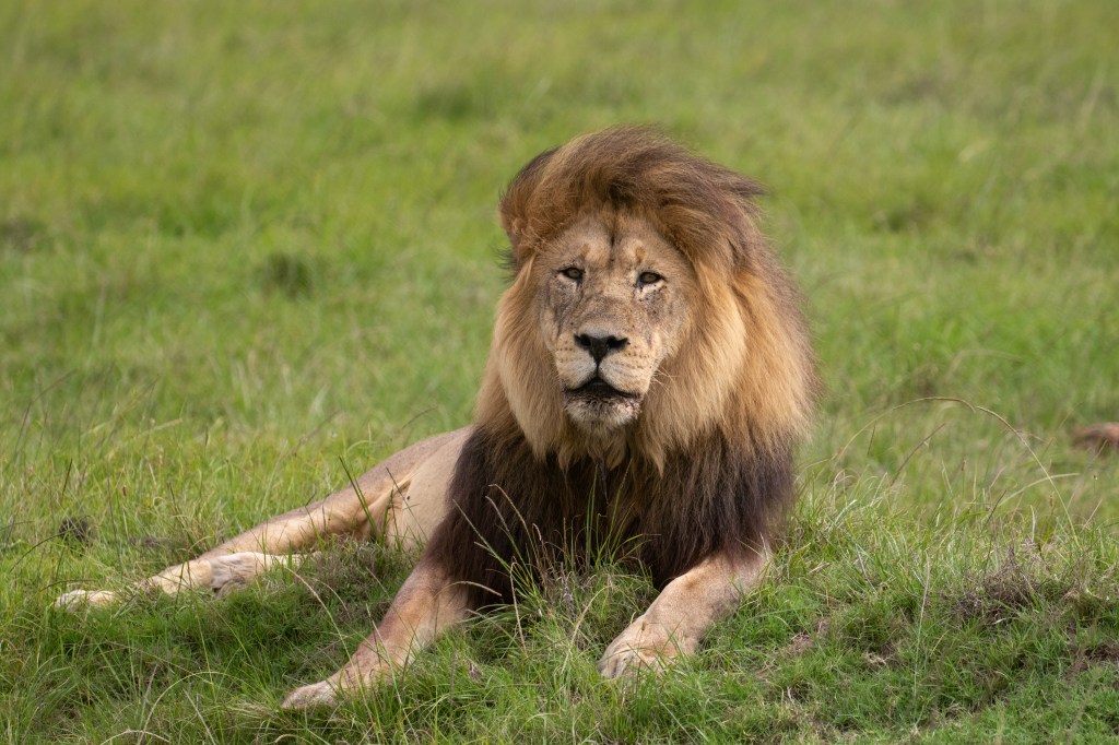 Male Lion at Gondwana Game Reserve in the Garden Route