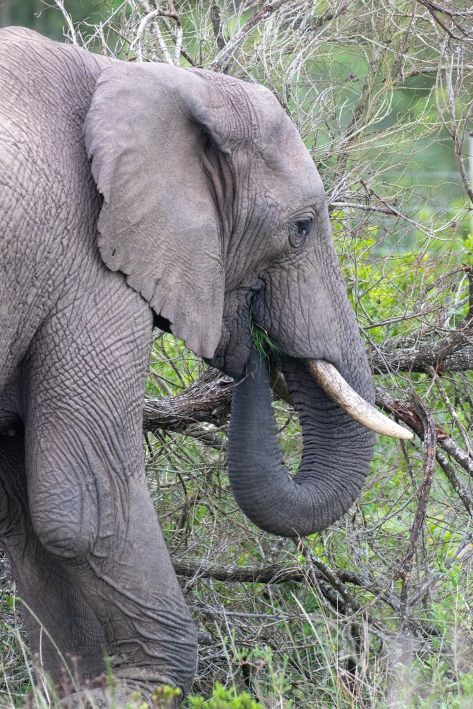 Elephant spotted at Gondwana Big Five Game Reserve in the Garden Route