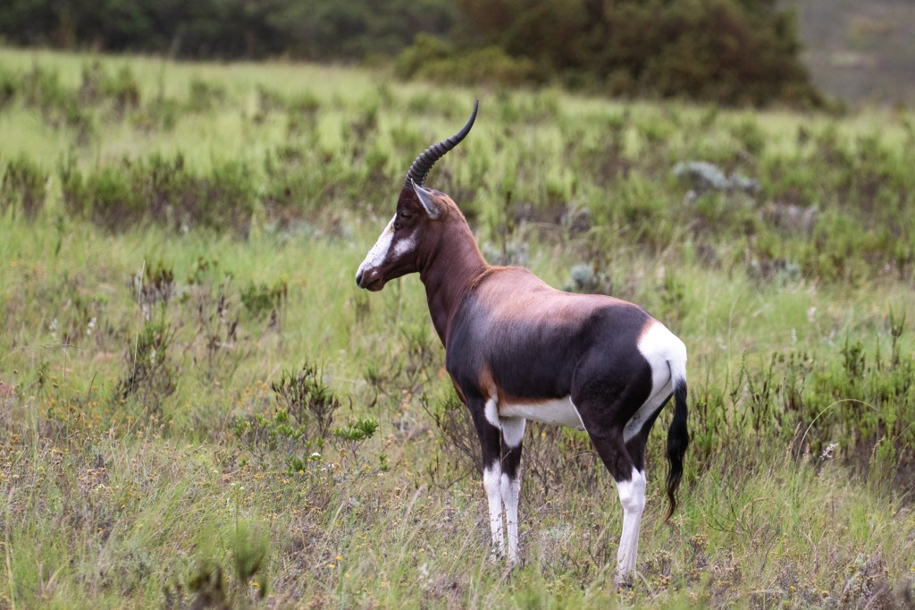 Bontebok spotted at Gondwana Big Five Game Reserve in the Garden Route