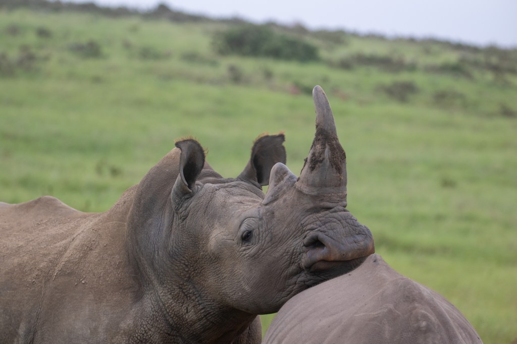 Rhino spotted at Gondwana Big Five Game Reserve in the Garden Route