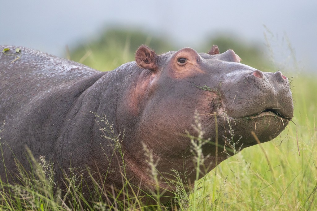 Hippo spotted at Gondwana Big Five Game Reserve in the Garden Route