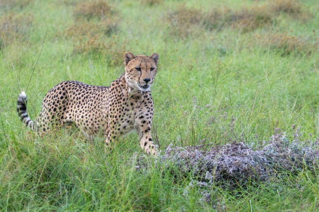 Cheetah spotted at Gondwana Big Five Game Reserve in the Garden Route