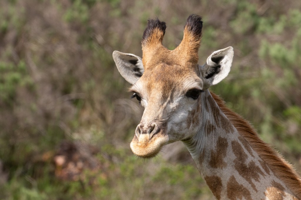 Giraffe spotted at Gondwana Big Five Game Reserve in the Garden Route