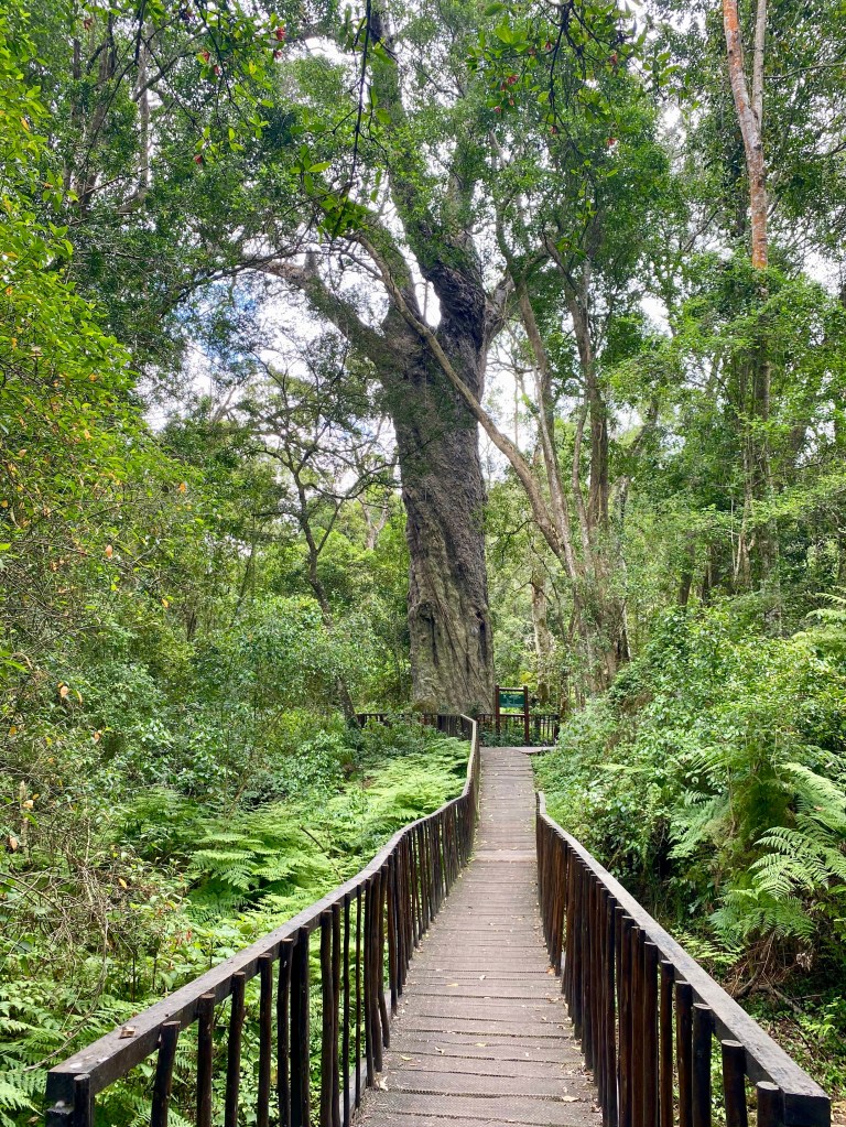 Giant yellowwood tree at Hoekwil in the Garden Route