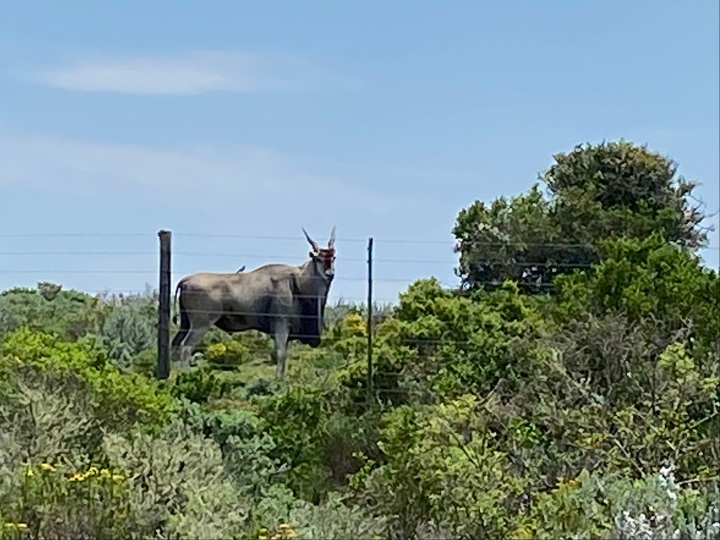 Eland can sometimes seen at Simbavati Fynbos on in Sedgefield on the Garden Route