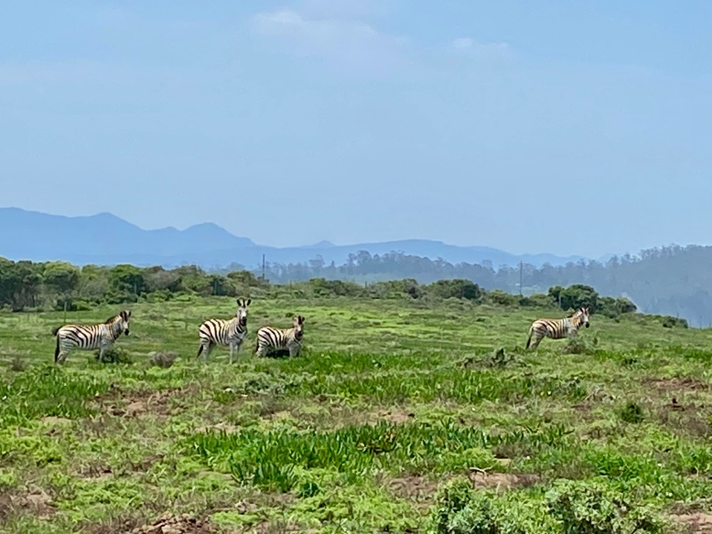 When enjoying a hike at Simbavati Fynbos on Sea you often come across zebras