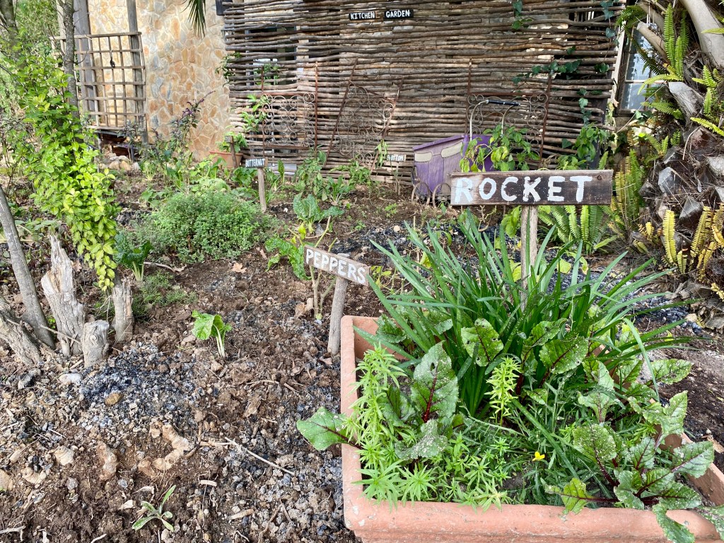 Rocket and Peppers growing in the Kitchen Garden at Portland Manor