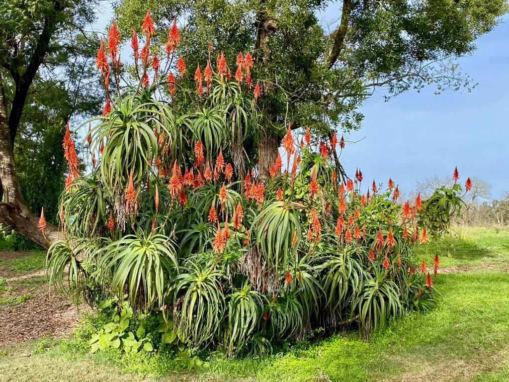 Gorgeous flowering aloe in winter at Portland Manor near Knysna