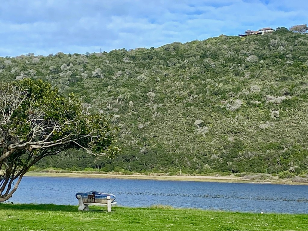 Fynbos on Sea on top of the dune as seen from The Island in Sedgefield on the Garden Route