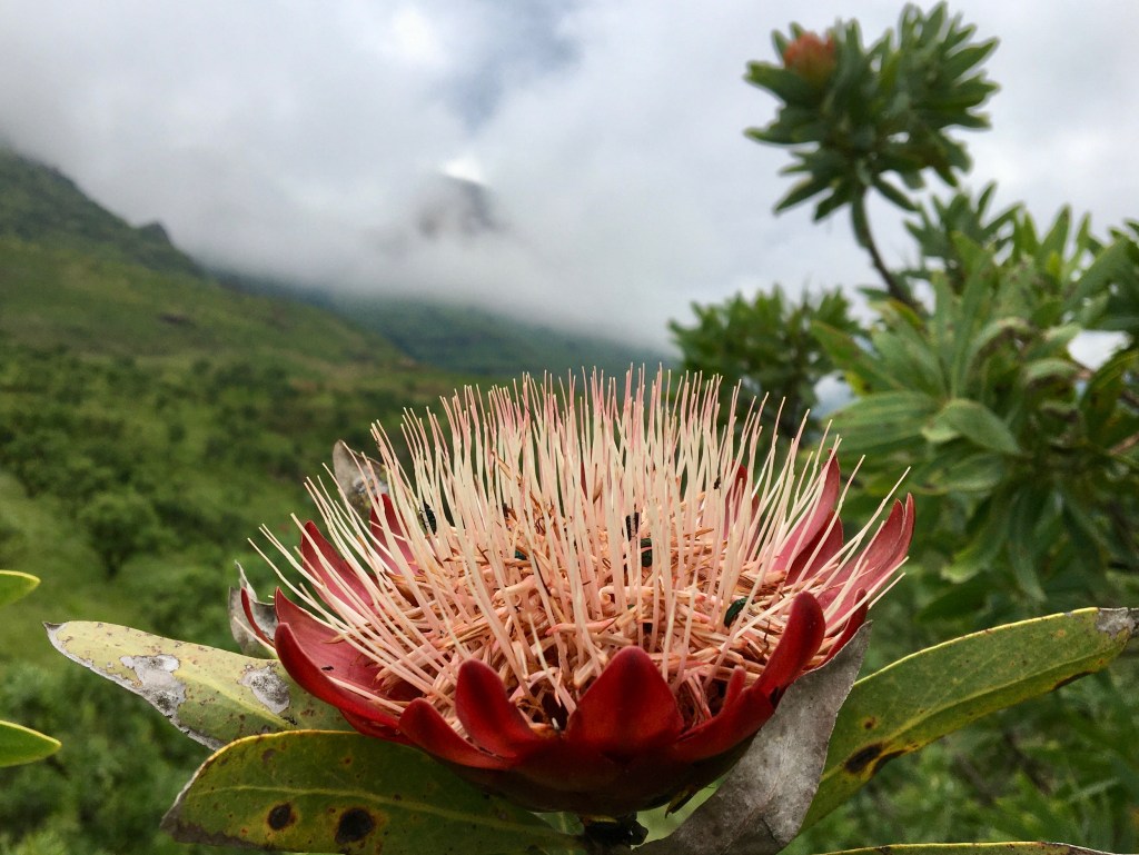 South Africa's National Flower is the Protea