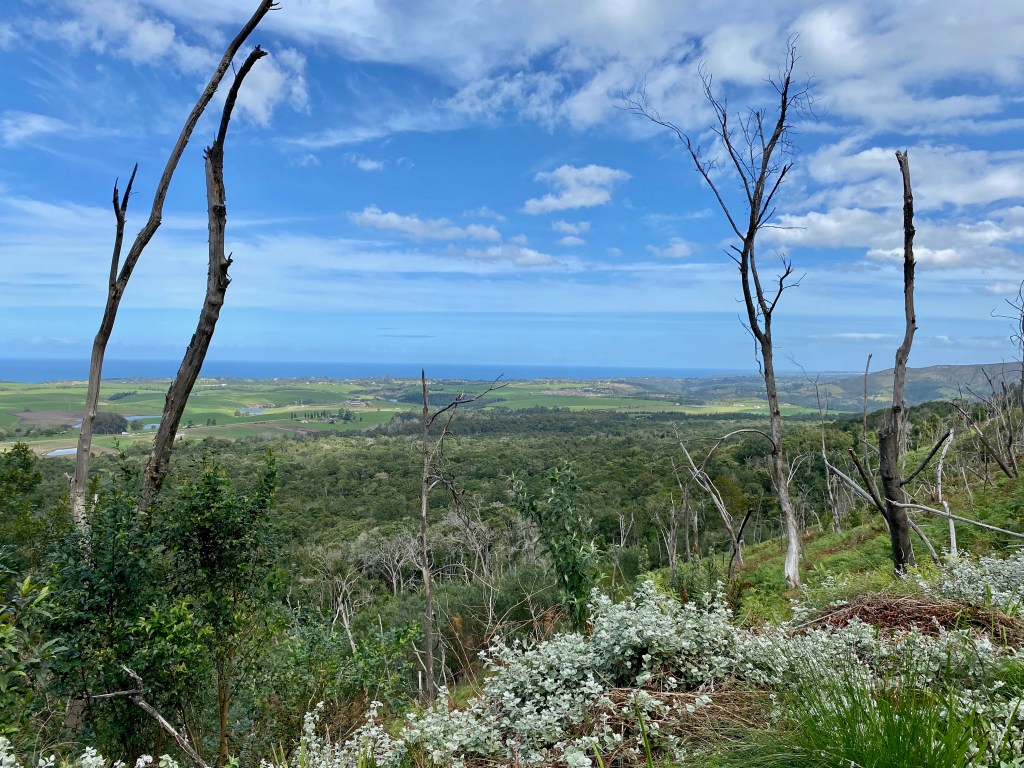 Beautiful vista from the Woodville Big Tree 7km hike