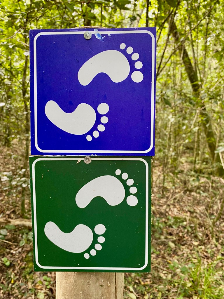 Markers showing the two trails at Woodville Big Tree