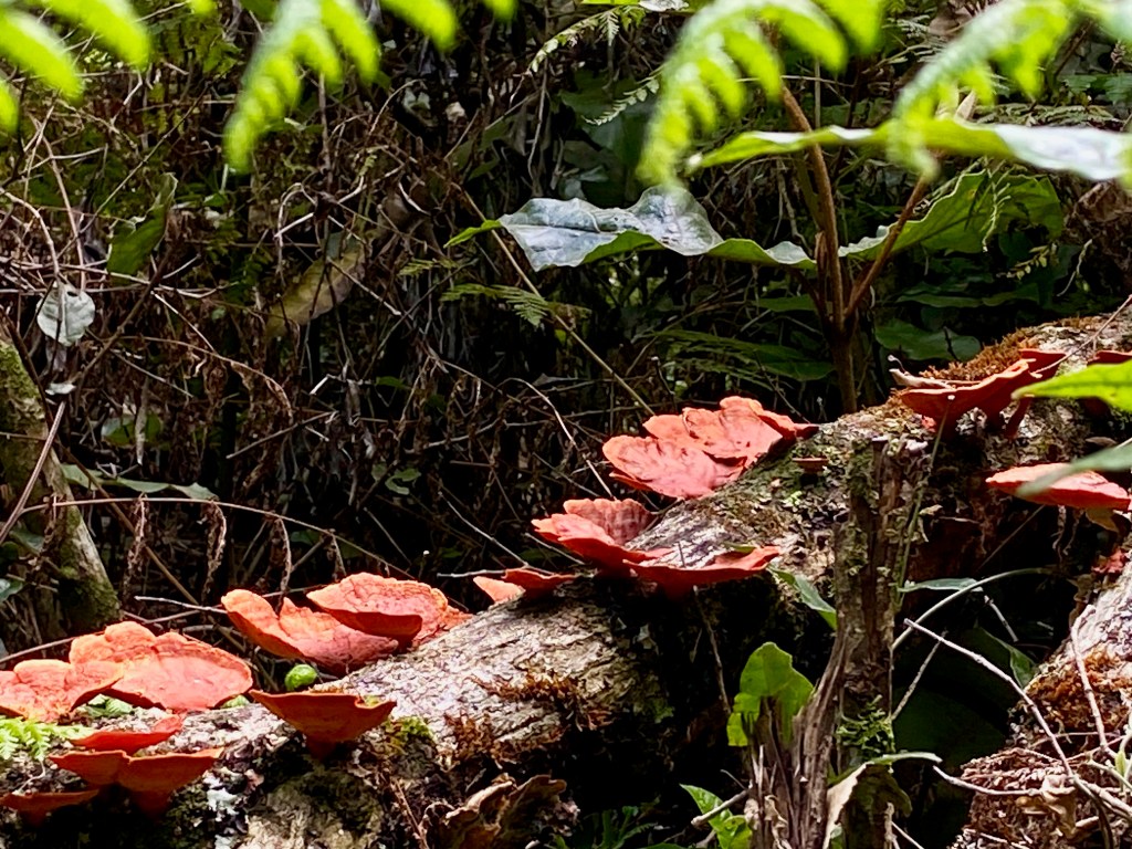 Brightly coloured fungi at Woodville Big Tree