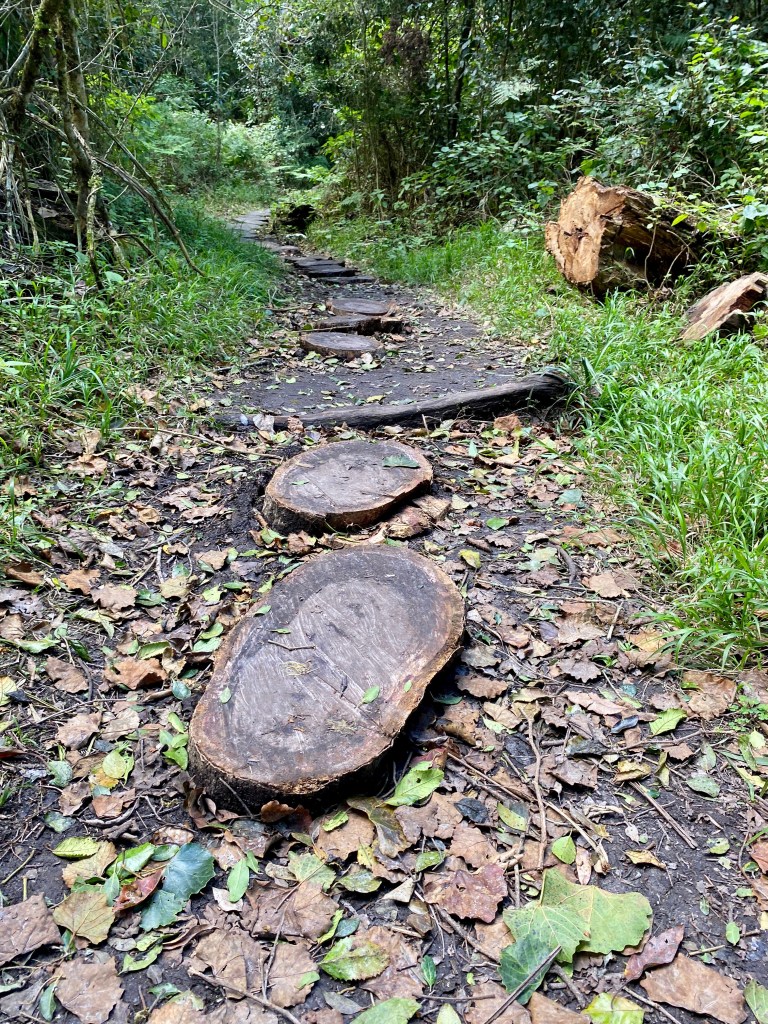 Natural log pathway on 7km hiking trail