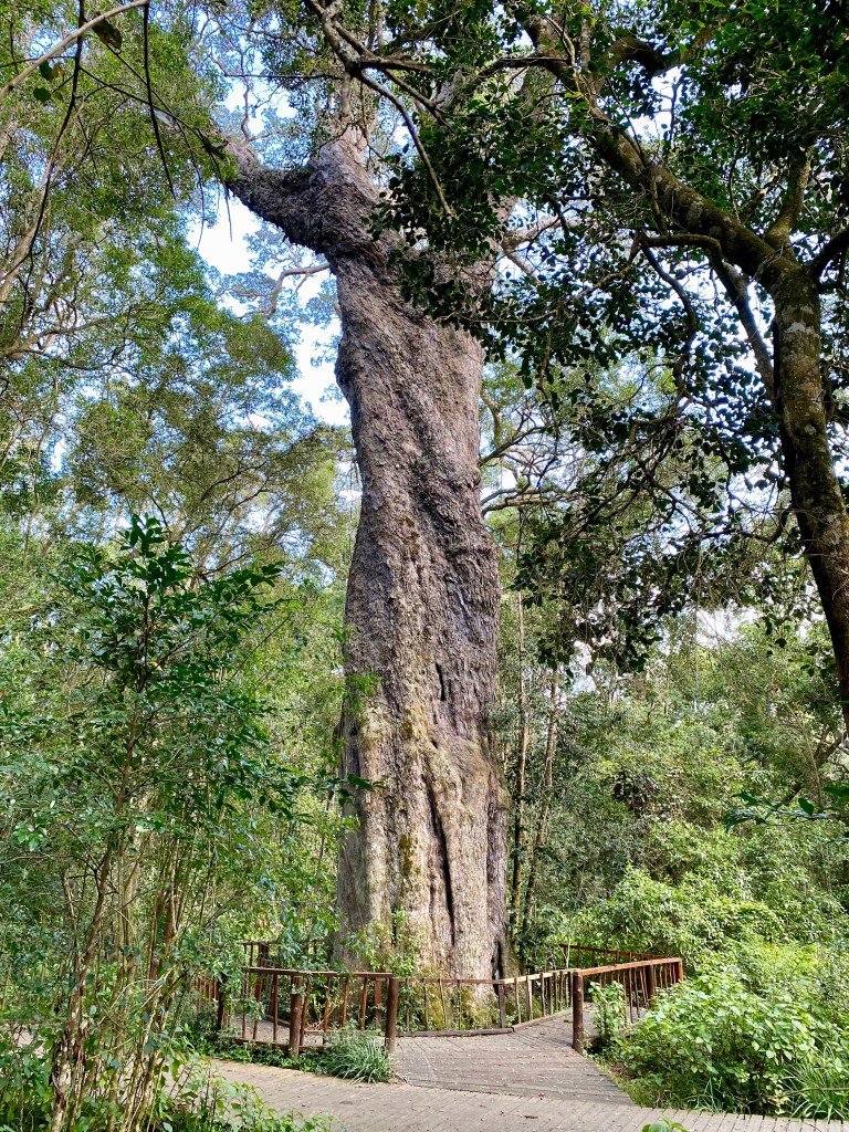 The majestic Woodville Big Tree in Hoekwil