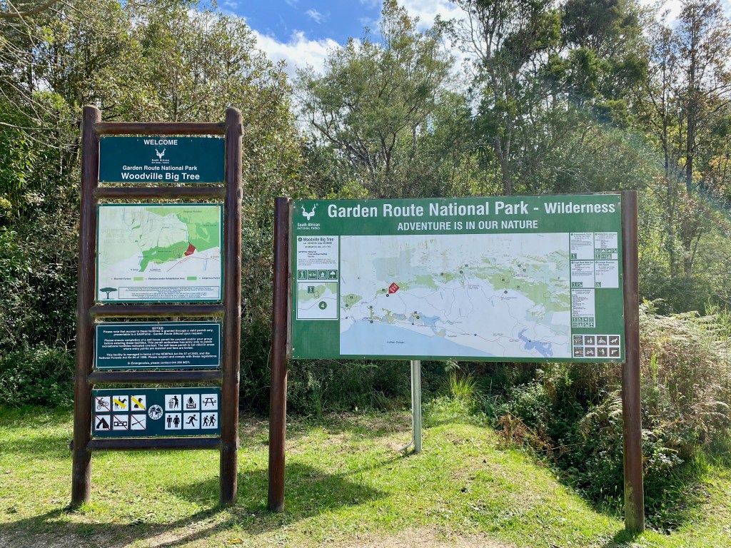 Woodville Big Tree is part of the Garden Route National Park