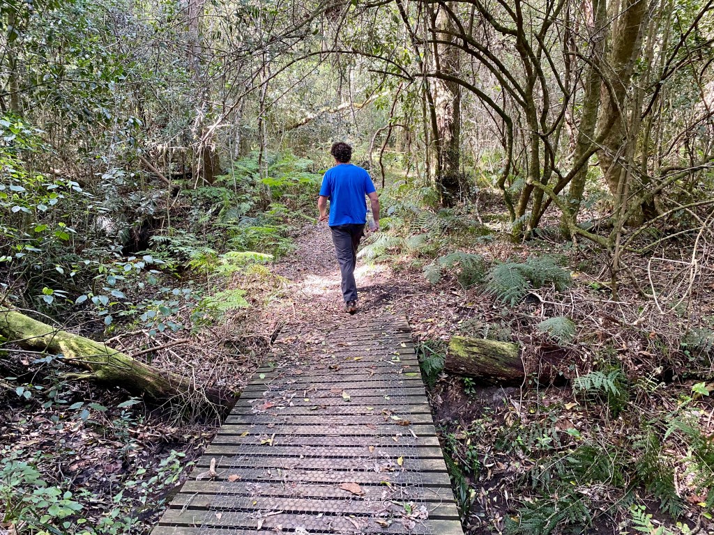 Wooden walkway through the indigenous Harkerville Forest