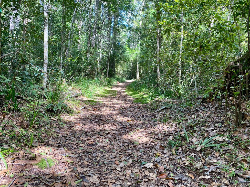 Perdekop Nature walk is a lovely forest trail in Harkerville