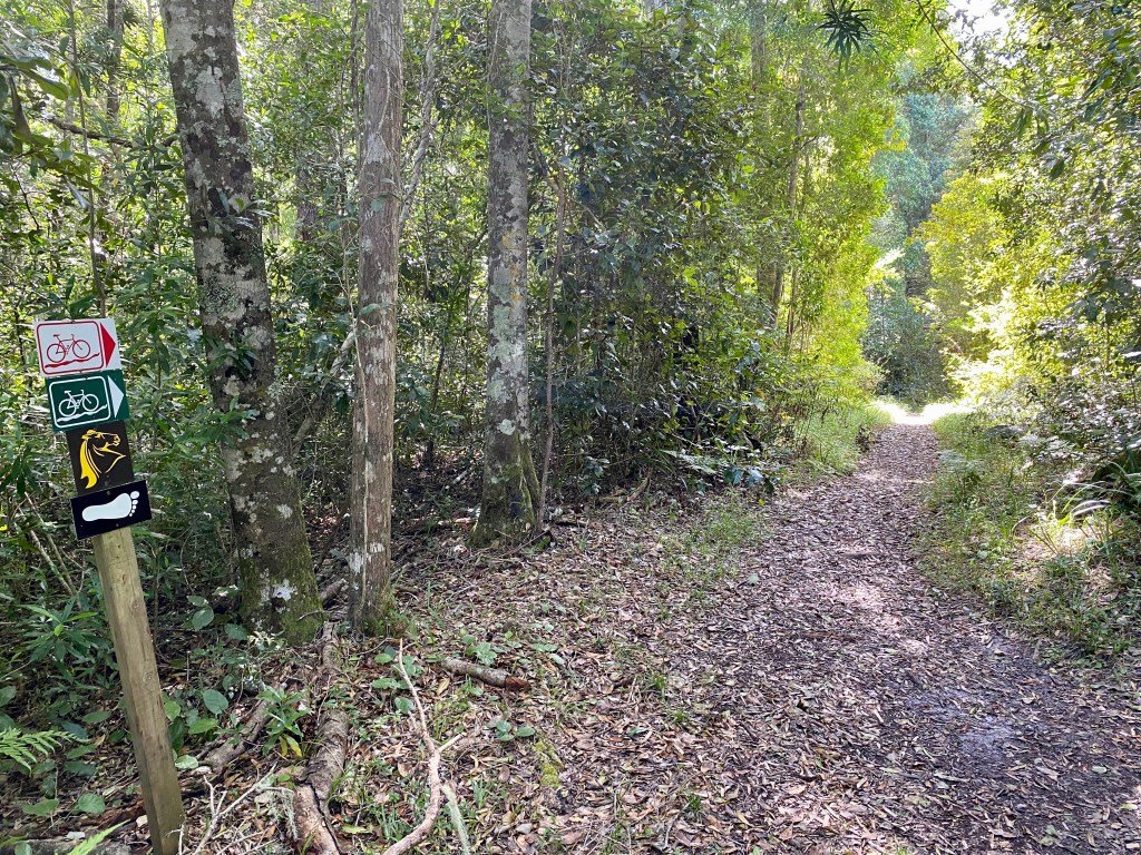 Dappled lighting on the Perdekop Hiking trails