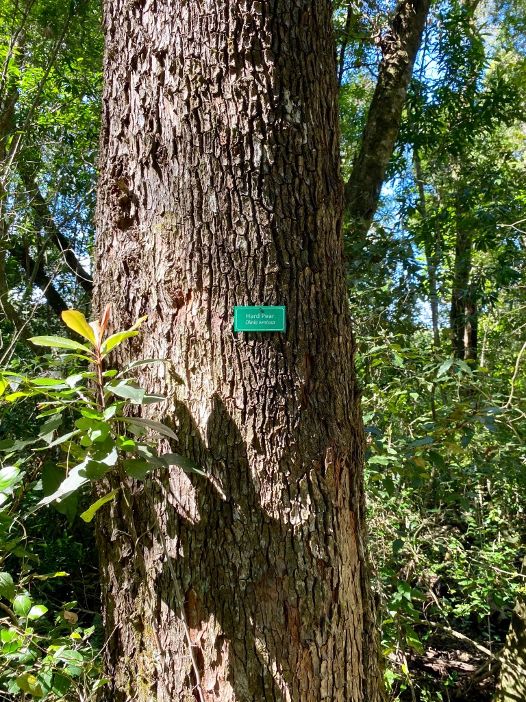 The trees are named on the Perdekop Hiking trail