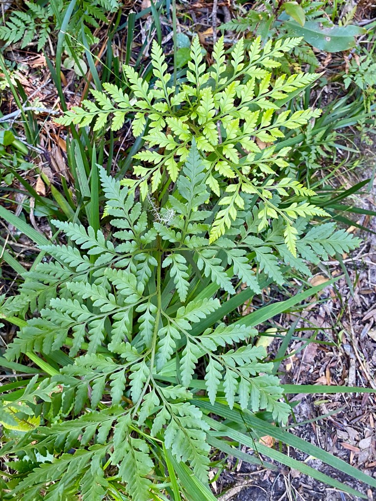 The new ferns have a brilliant lime green colour