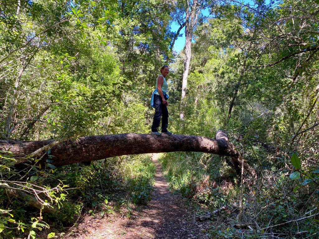 Michelle walking across the tree over the pathway