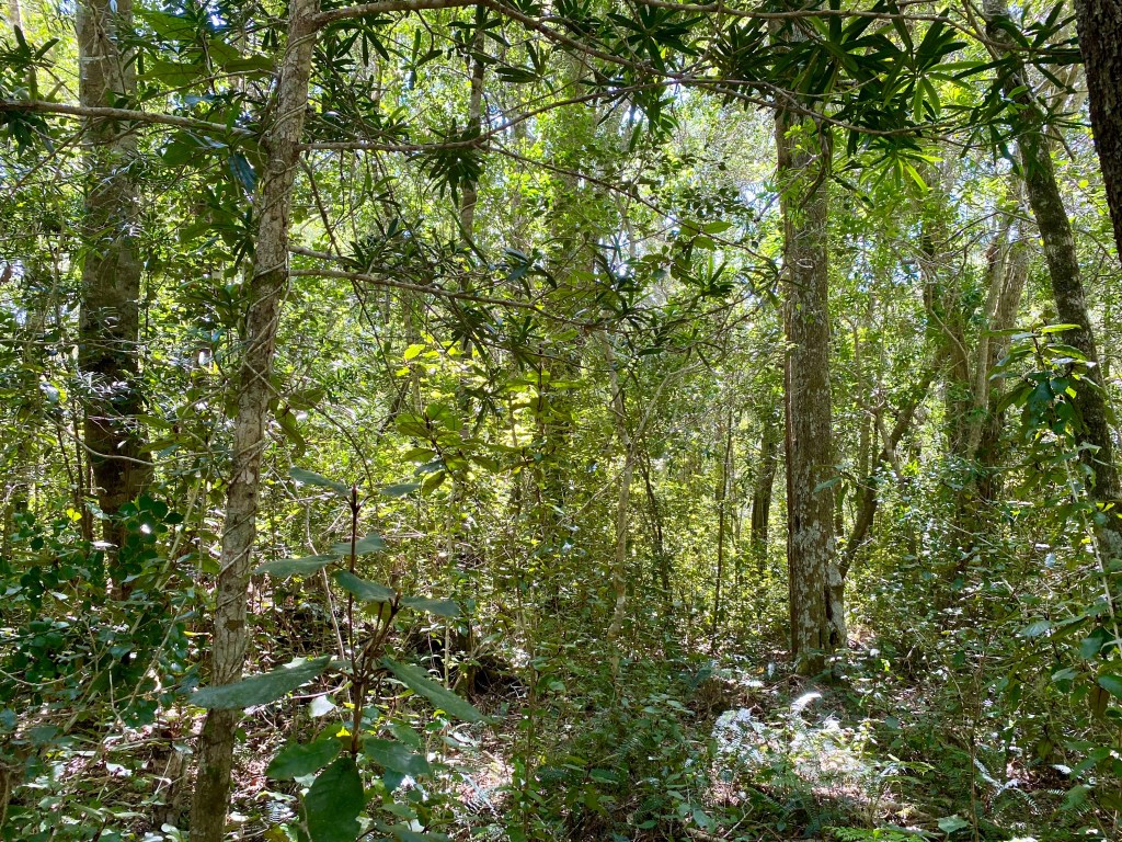 A dense and beautiful indigenous forest