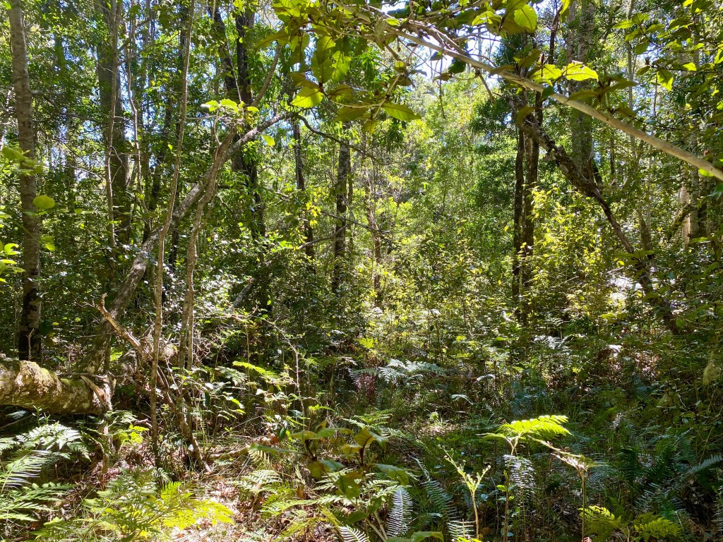 9.5km Perdekop Forest Trail,&nbsp;Harkerville