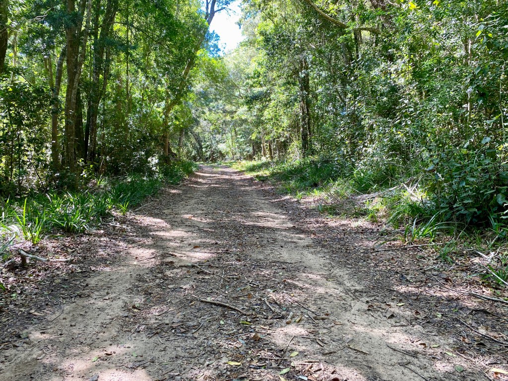 Huge trees lining the edge of the jeep track on the Perdekop Nature Walk