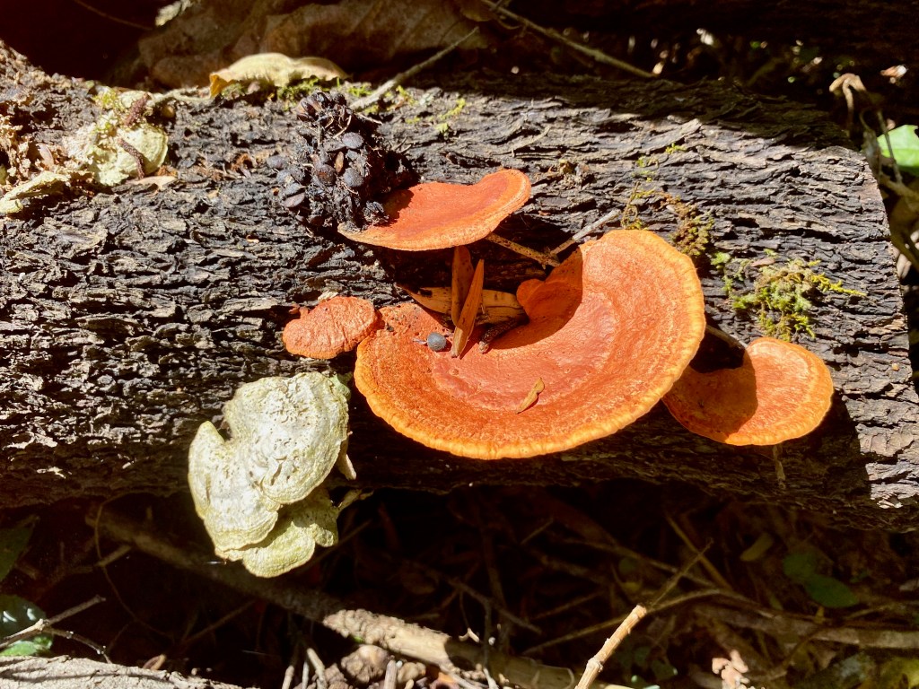 Such colourful fungi found on the Perdekop Trail