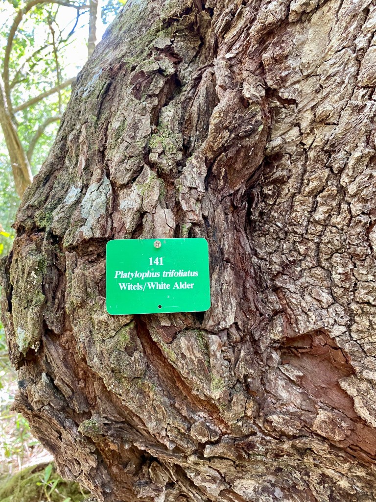 Many trees have identification tags on the Perdekop Trail