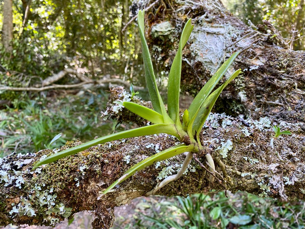 Succulent bringing life to a fallen tree trunk