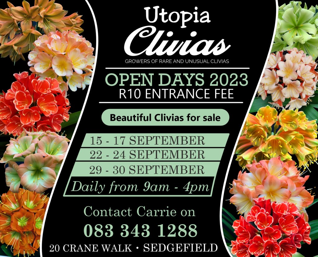 Utopia Clivias an award winning clivia cultivator located in Sedgefield on the Garden Route