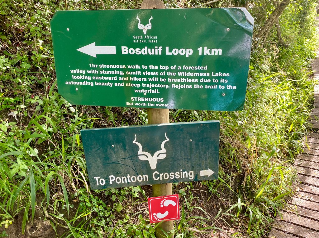 Bosduif Loop on the Half-Collared Kingfisher Trail in the Garden Route National Park