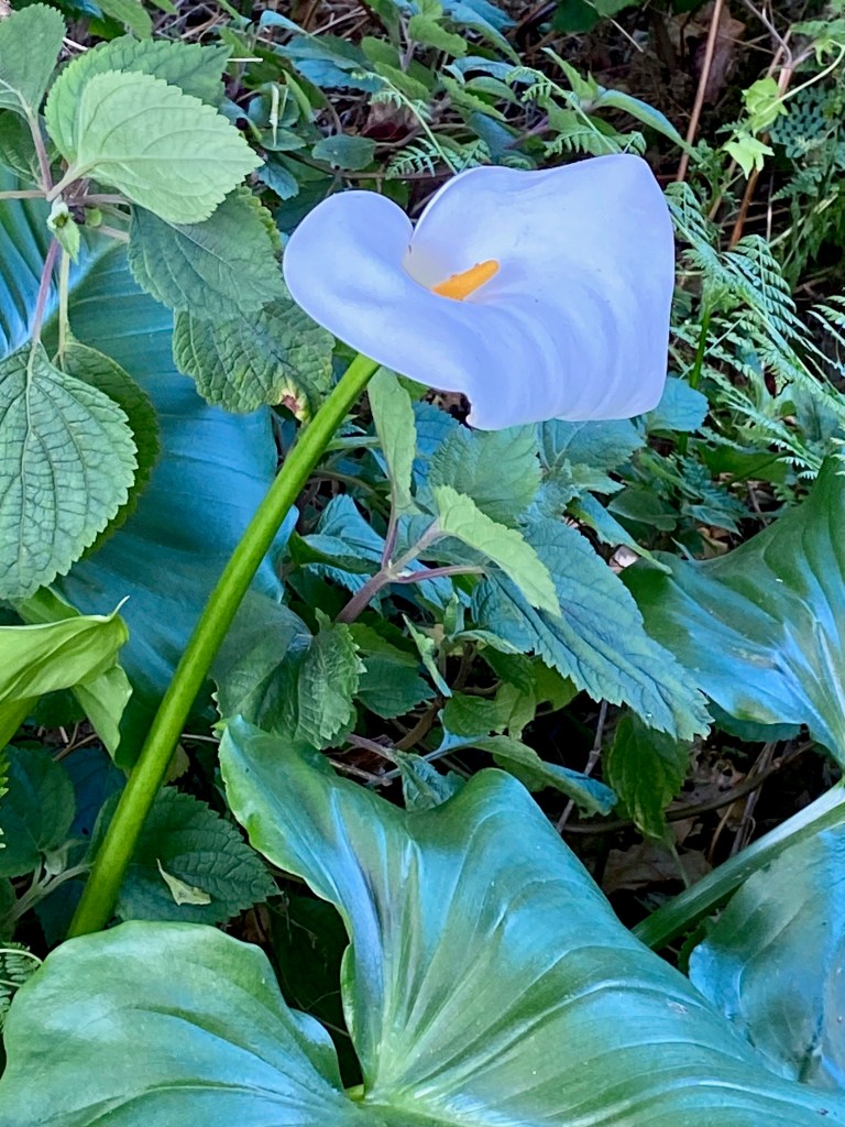 Arum Lilly on the Half-Collared Kingfisher Trail in Wilderness