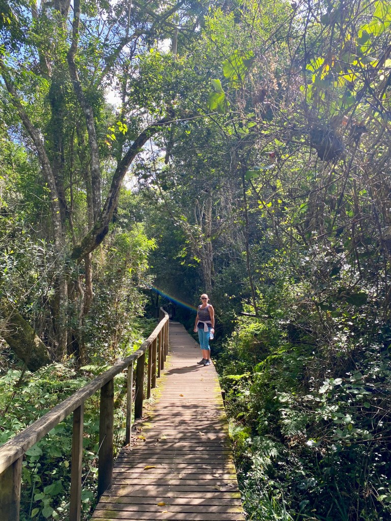 The boardwalk climbs high amongst the trees on the Half-Collared Kingfisher Trail in Wilderness
