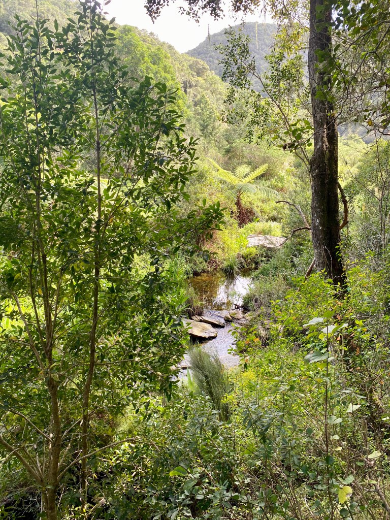View of the Touw River from the tree canopy in the Garden Route National Park in Wilderness