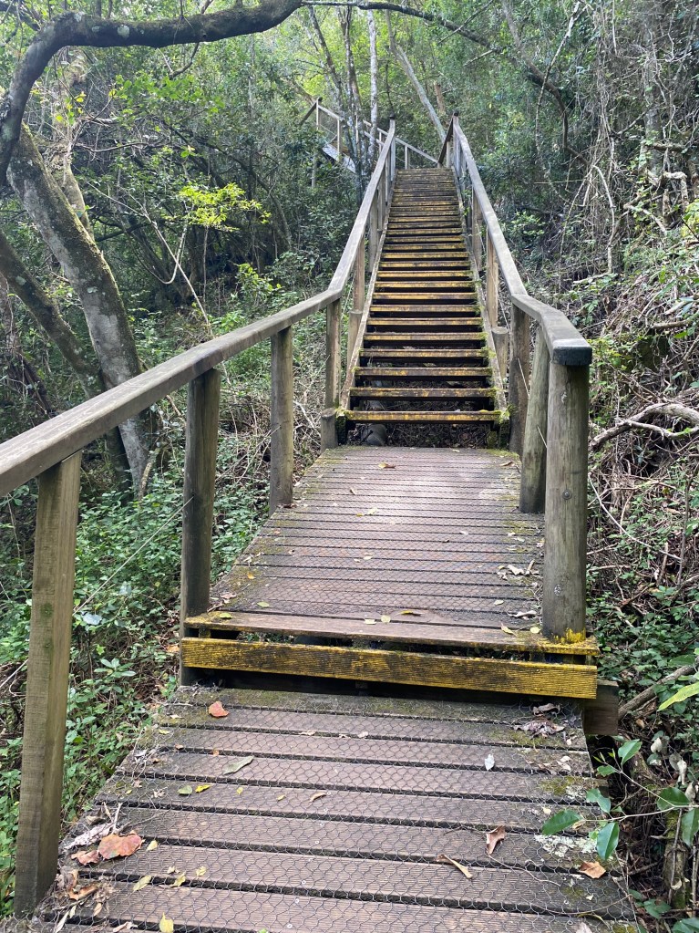 Wooden steps taking the boardwalk up to the tree canopy in Wilderness