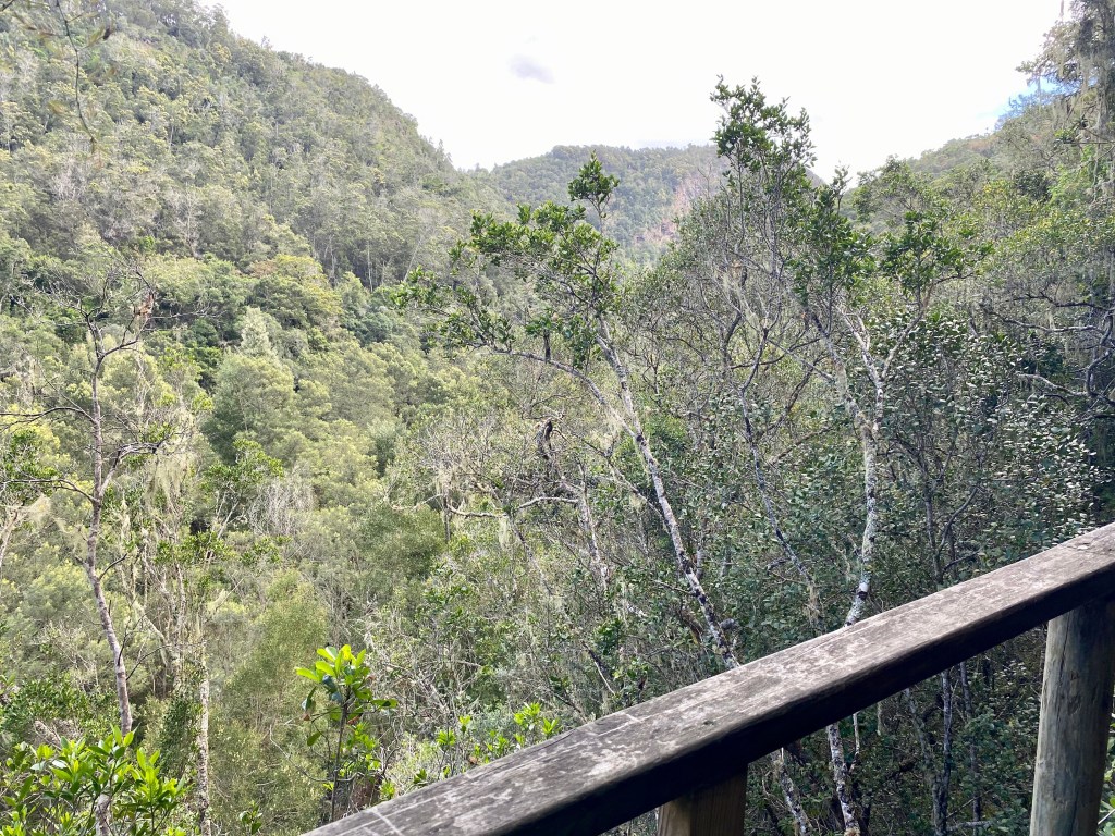 The boardwalk is high in the tree canopy at points on the Half-Collared Kingfisher Trail
