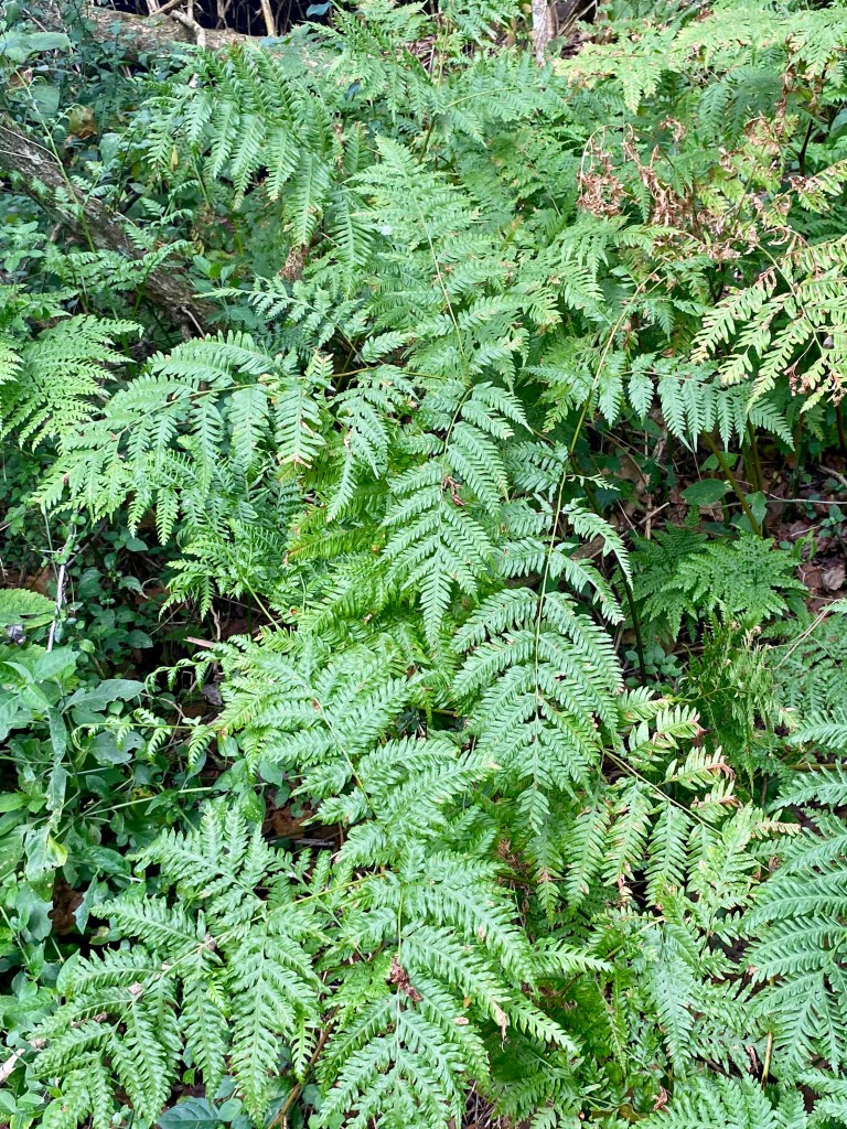 Plenty of ferns growing in the indigenous forest