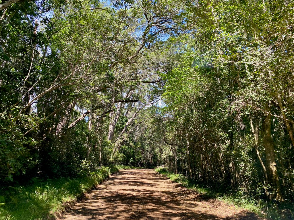 Drive through the Harkerville Forest to reach the Kranshoek Ziplining